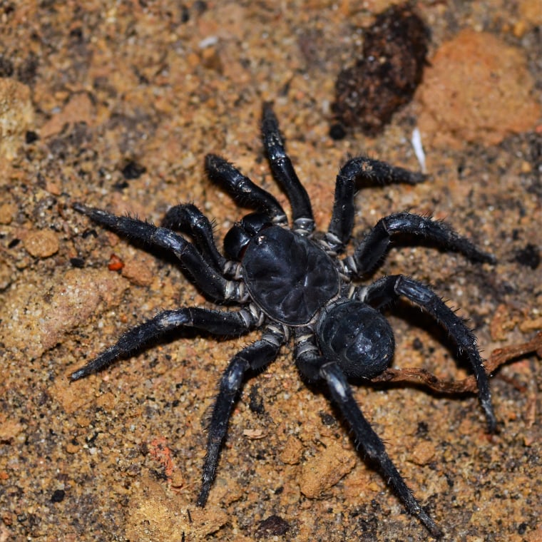 Liphistius sp. ''Khao Luang'' Big Black 1fh (Trapdoor spider) (RARITÁ) - su ordinazione