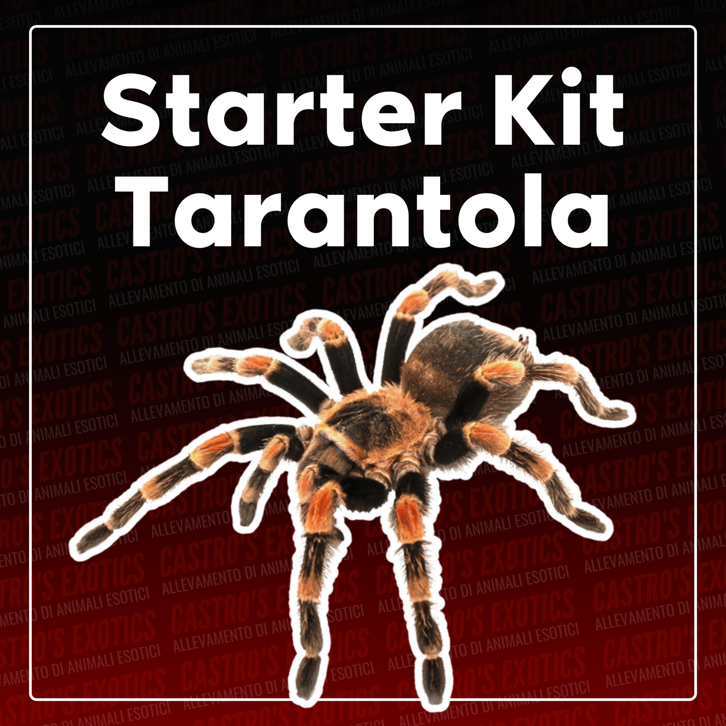 STARTER KIT TARANTOLA (IN ARRIVO)