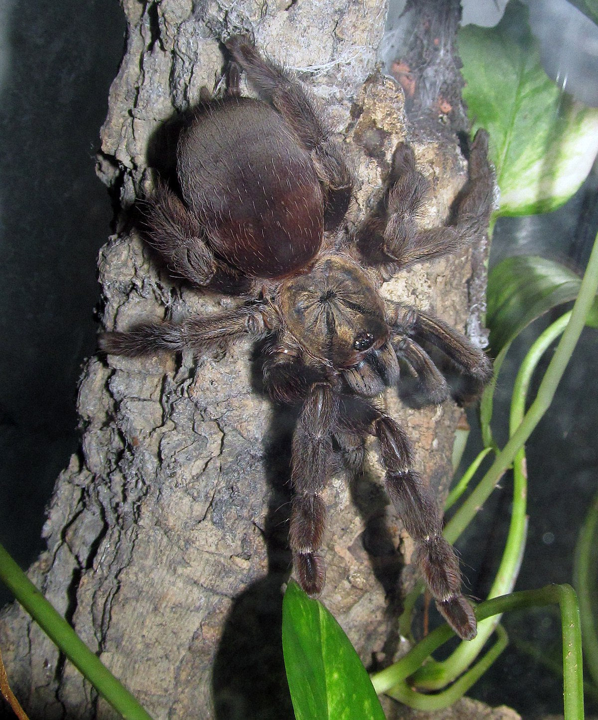 Psalmopoeus reduncus 1fh - su ordinazione