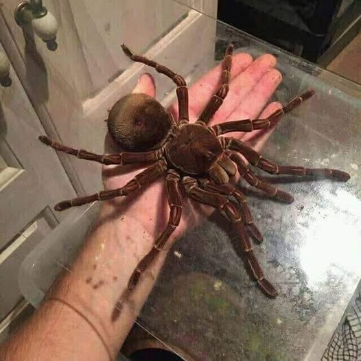 Theraphosa blondi 2cm bl non sessato