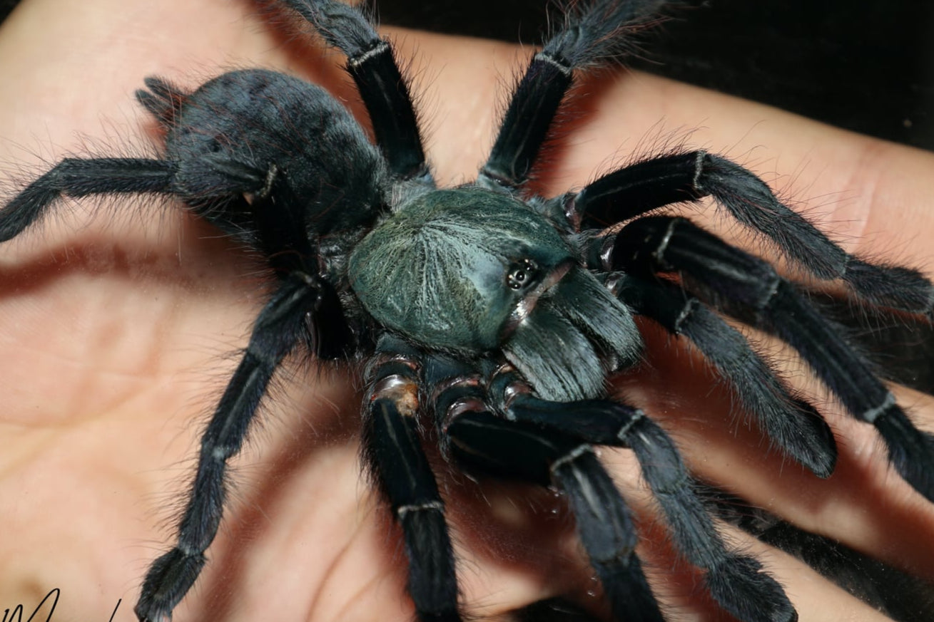 Cyriopagopus sp. Valhalla 1/2fh (RARITÁ) - su ordinazione