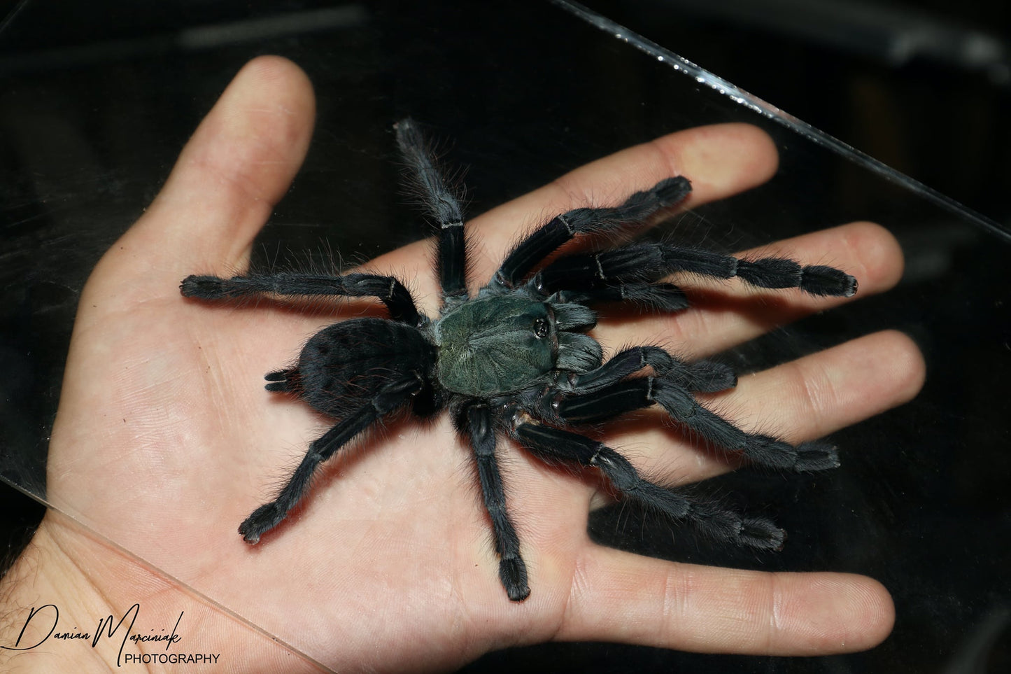 Cyriopagopus sp. Valhalla 1/2fh (RARITÁ) - su ordinazione