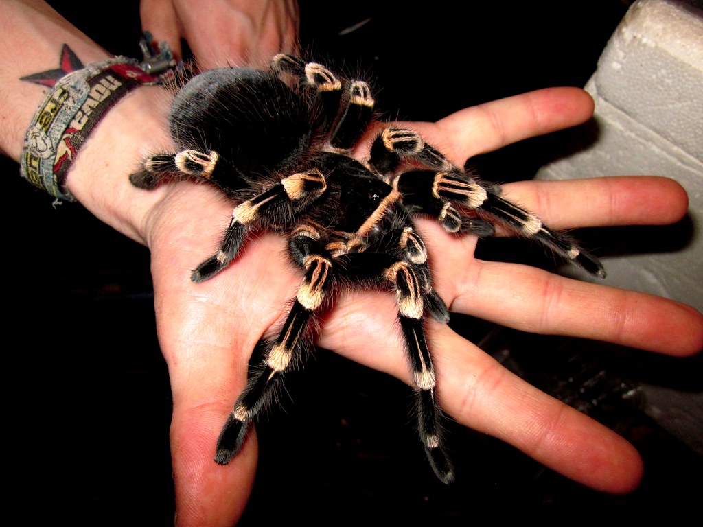 Acanthoscurria geniculata 6/7fh