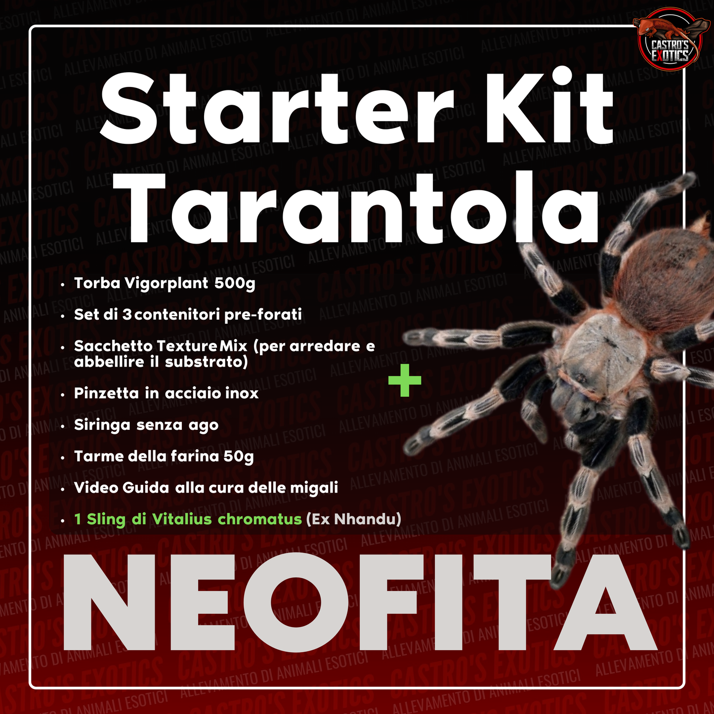 STARTER KIT TARANTOLA (IN ARRIVO)