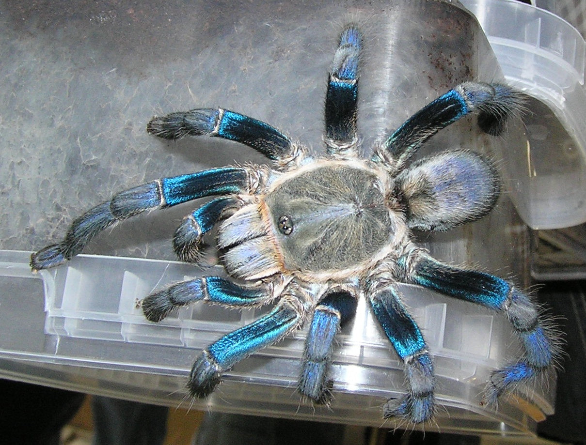 Cyriopagopus lividus 1/2fh - su ordinazione