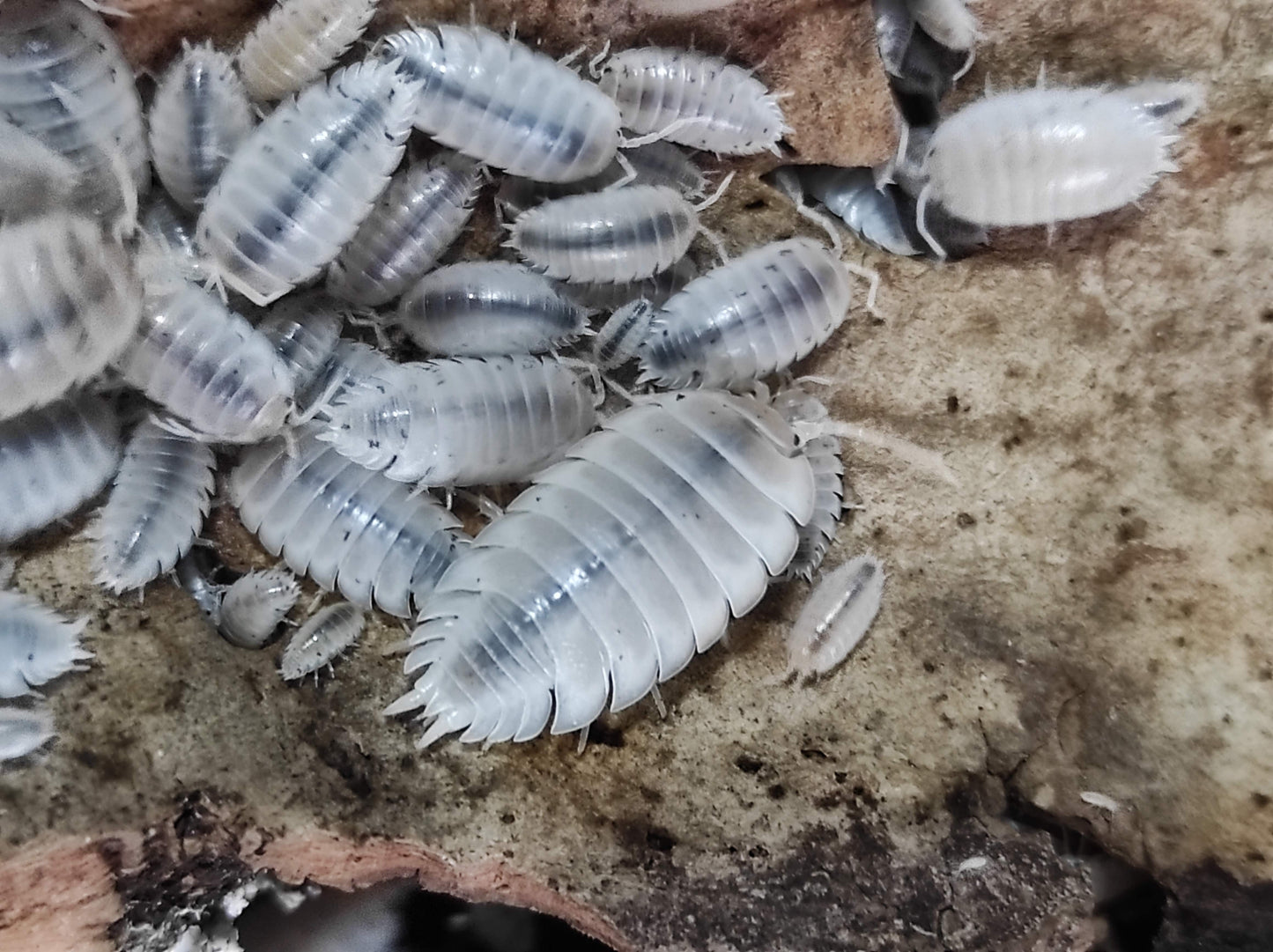 Porcellio laevis ''White'' (10 Esemplari) PRESTO DISPONIBILI