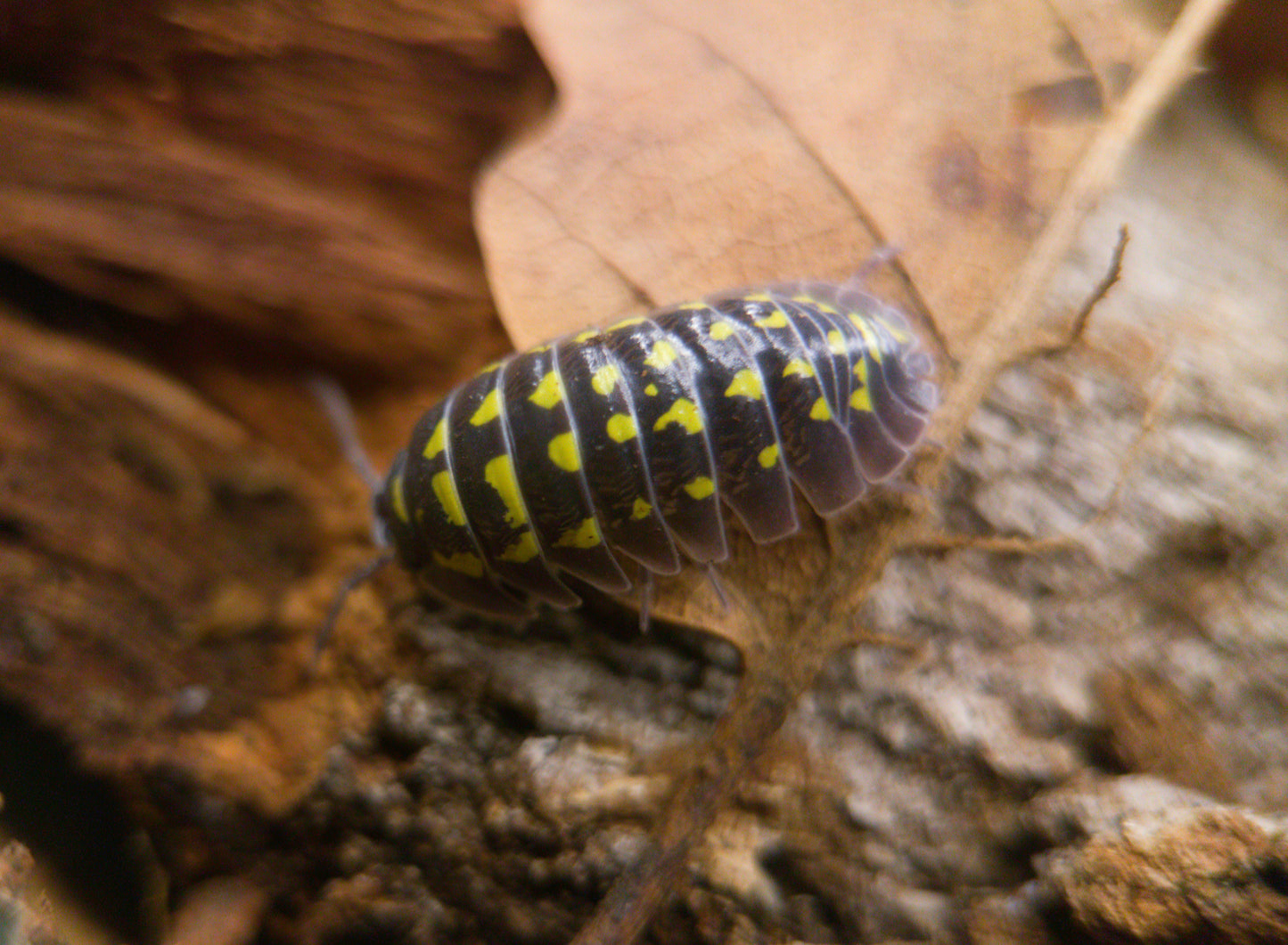 Armadillidium gestroi (12 Esemplari) PRESTO DISPONIBILI