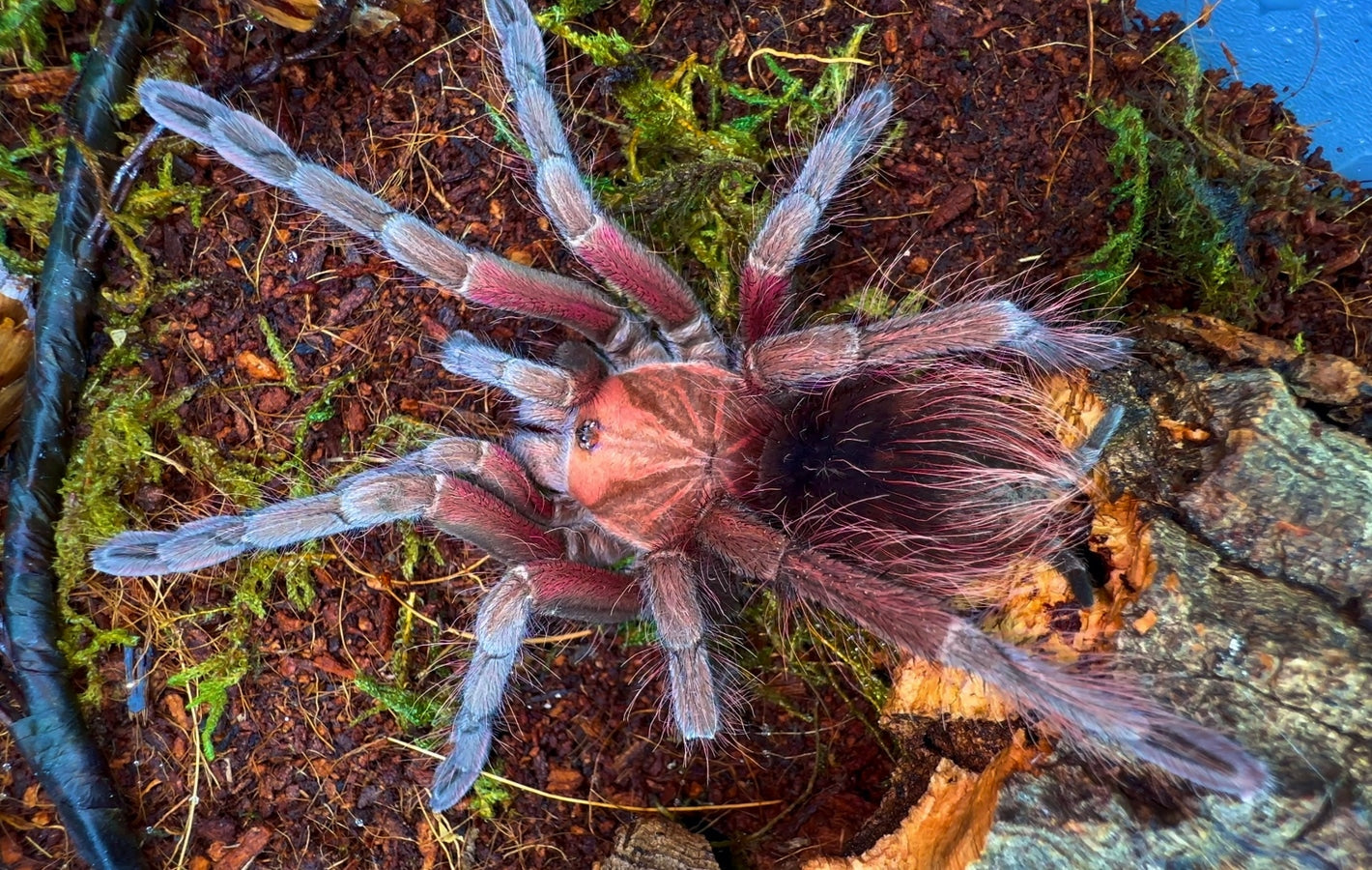 Pamphobeteus sp. ''Crimson Mask'' 1fh (RARITÁ) - su ordinazione