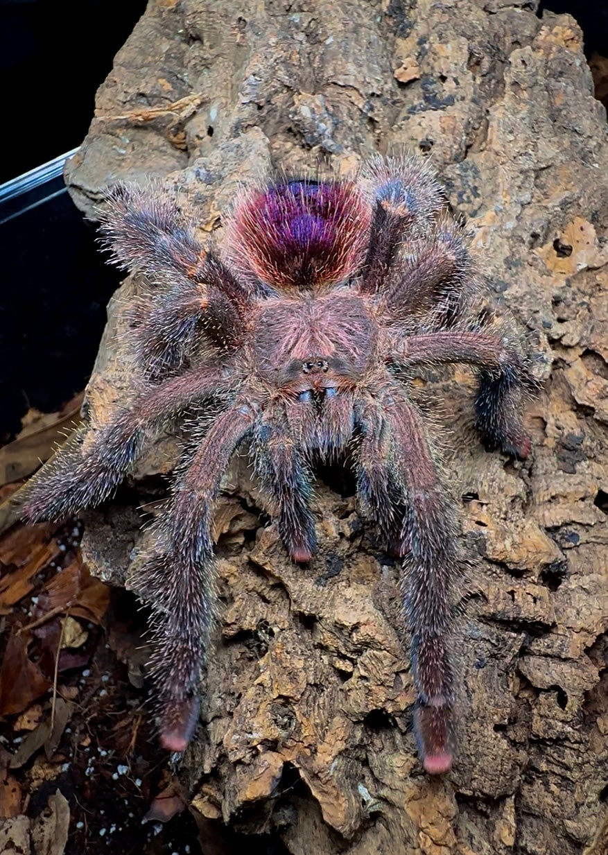 Avicularia bicegoi 1fh - su ordinazione