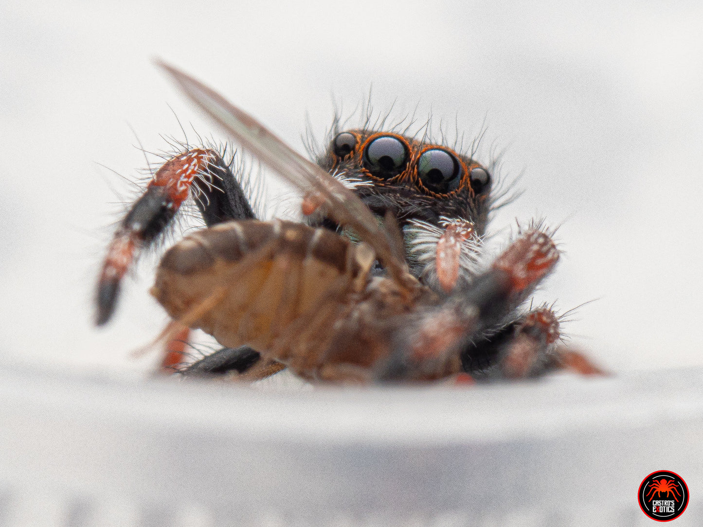 Phidippus regius ''Bahamas'' 1/2fh
