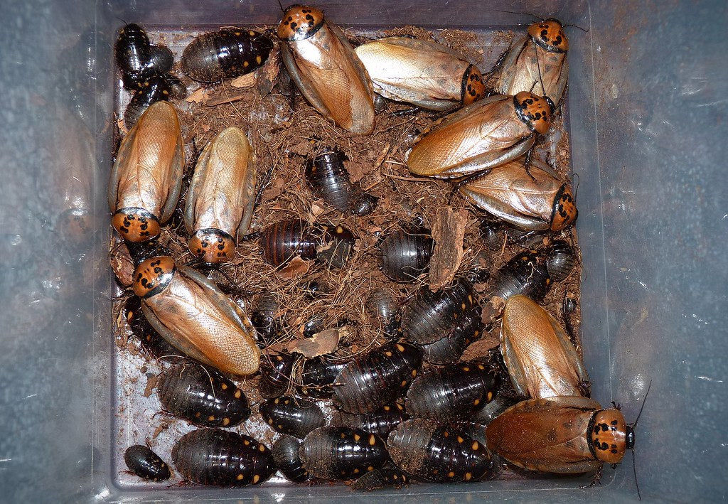 Eublaberus distanti (10 esemplari mix) PRESTO DISPONIBILI