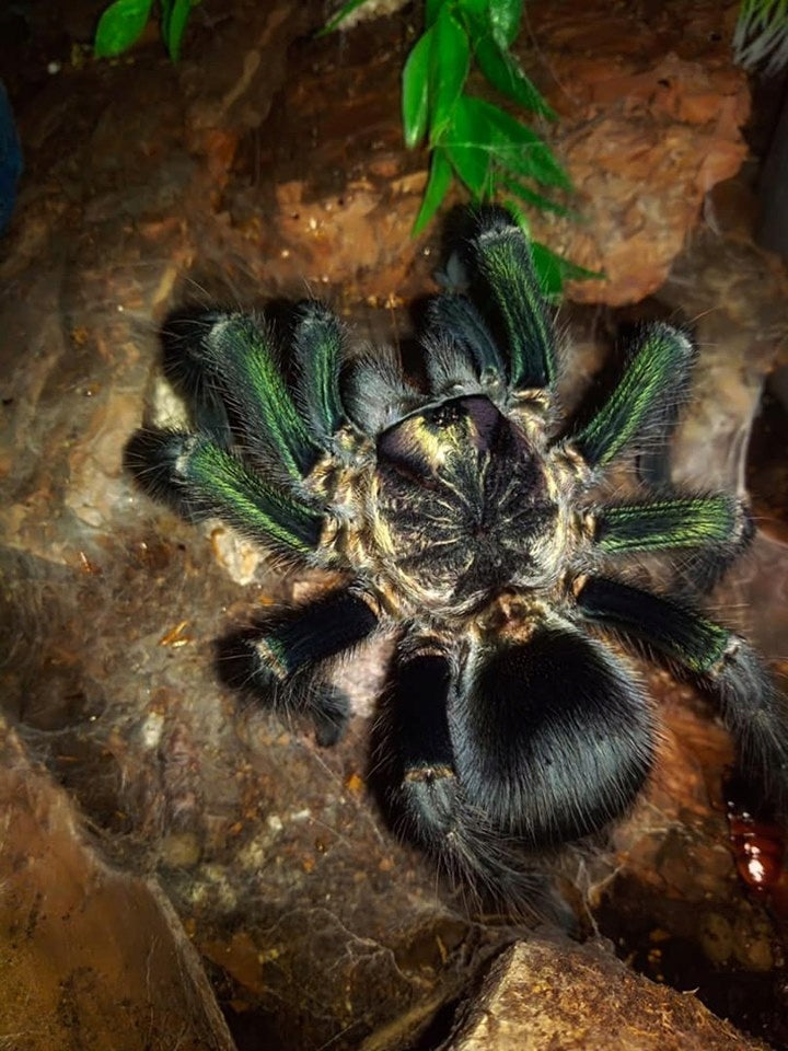 Phormictopus sp ''Green Gold Carapax'' 1fh - su ordinazione