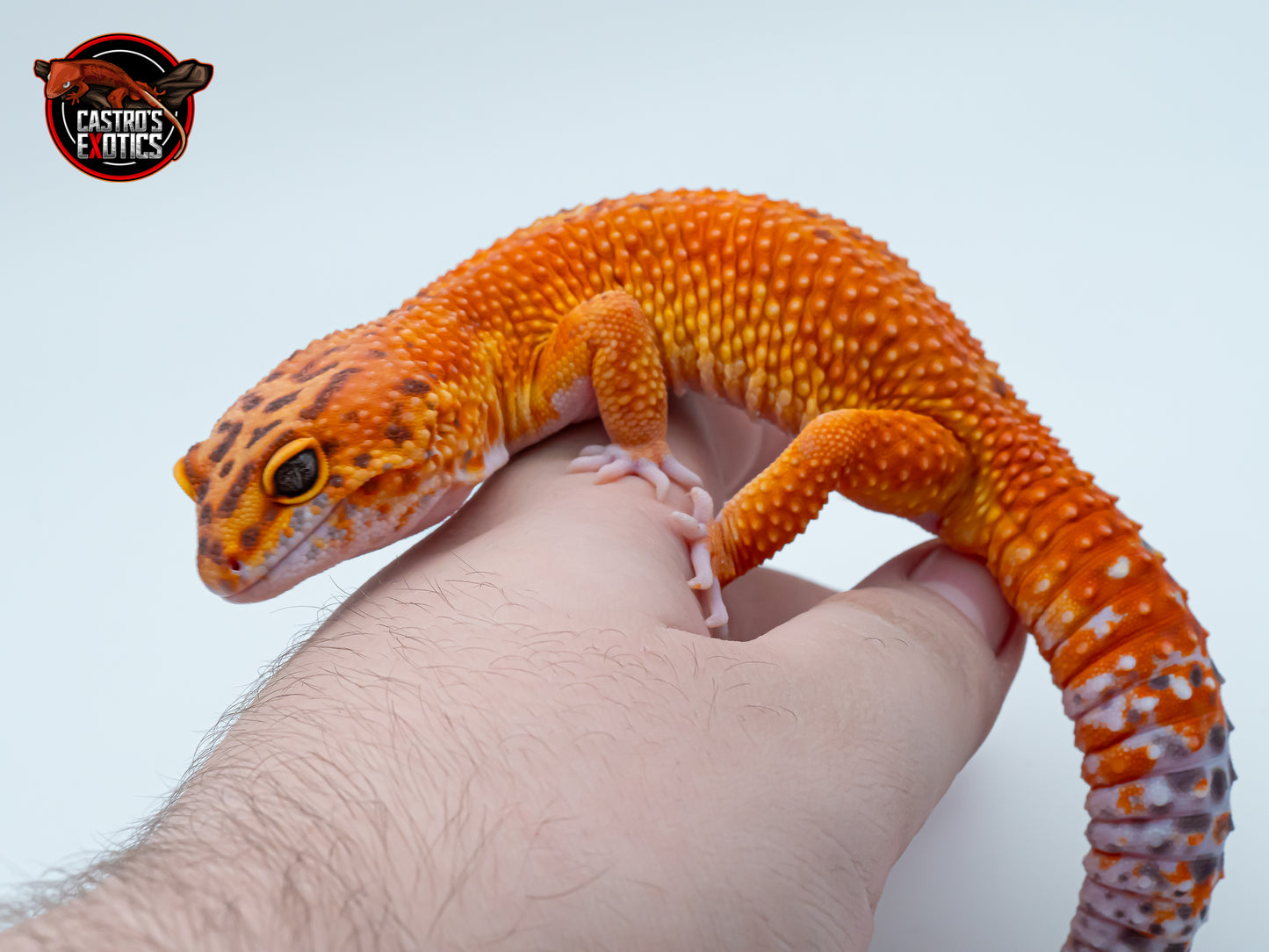 VENDUTO - Black Blood x Blood gg purple hed poss. het raptor - ♂️MASCHIO ADULTO PROVEN