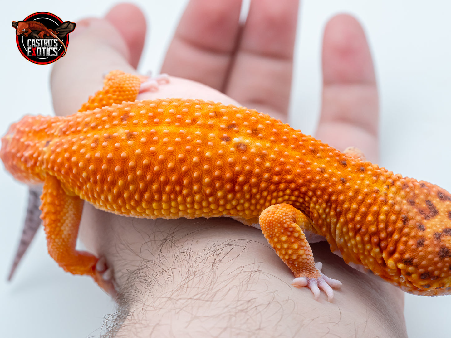 VENDUTO - Black Blood x Blood gg purple hed poss. het raptor - ♂️MASCHIO ADULTO PROVEN