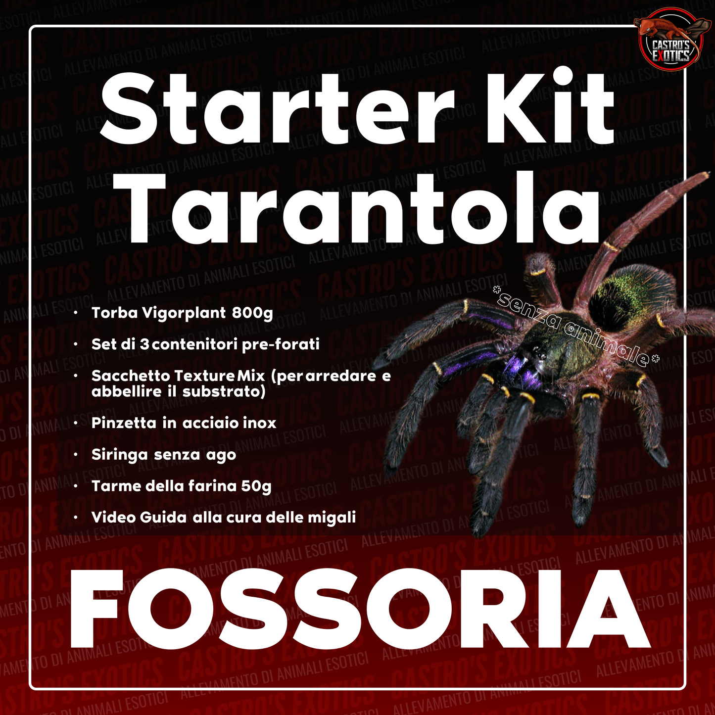 STARTER KIT TARANTOLA (IN ARRIVO)