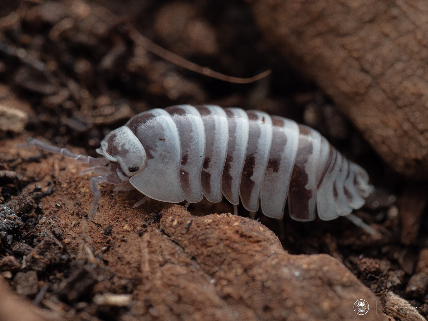Armadillidium maculatum (12 Esemplari)