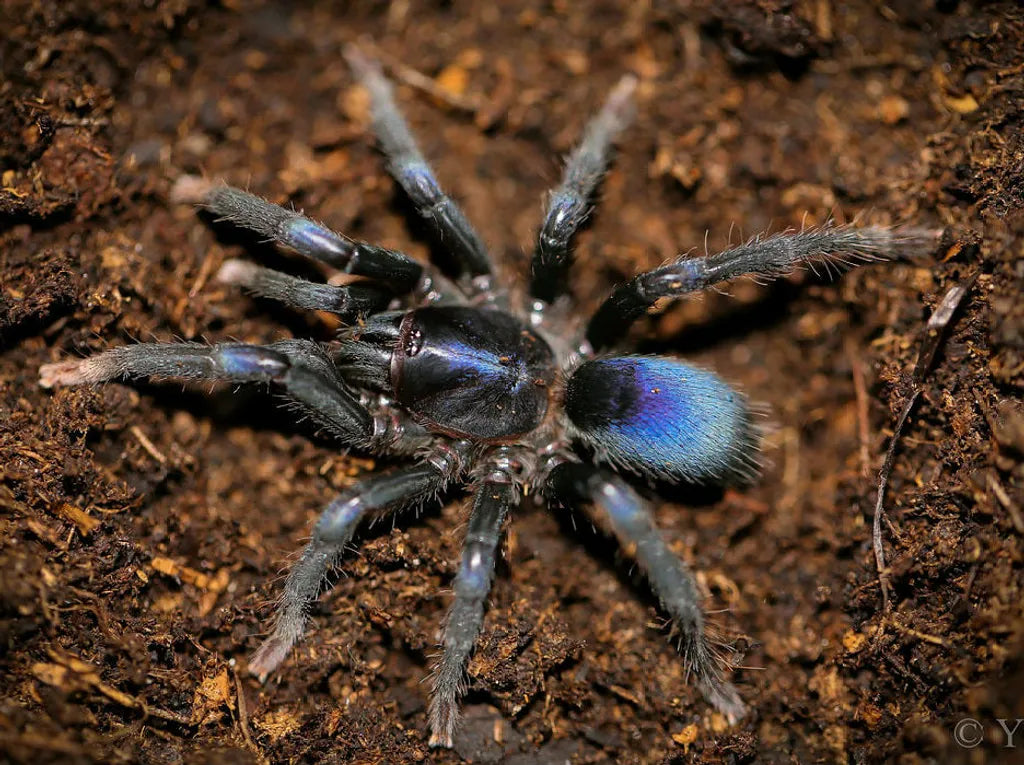 Sahydroaraneus raja 1fh (RARITÁ) - su ordinazione