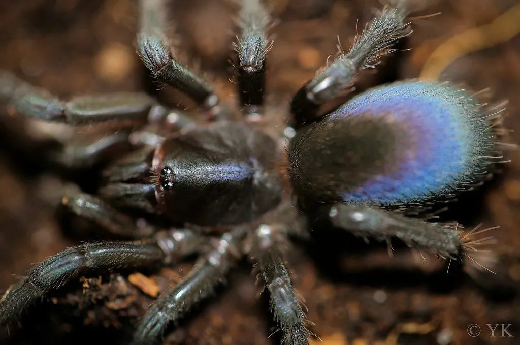 Sahydroaraneus raja 1fh (RARITÁ) - su ordinazione