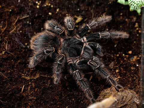 Lasiodora parahybana giovane non sessato 7/8cm legspan