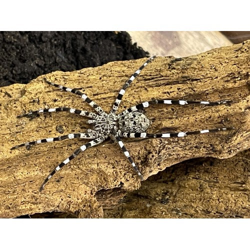 Viridasius sp. ''Sylvestrisform'' 3/4fh