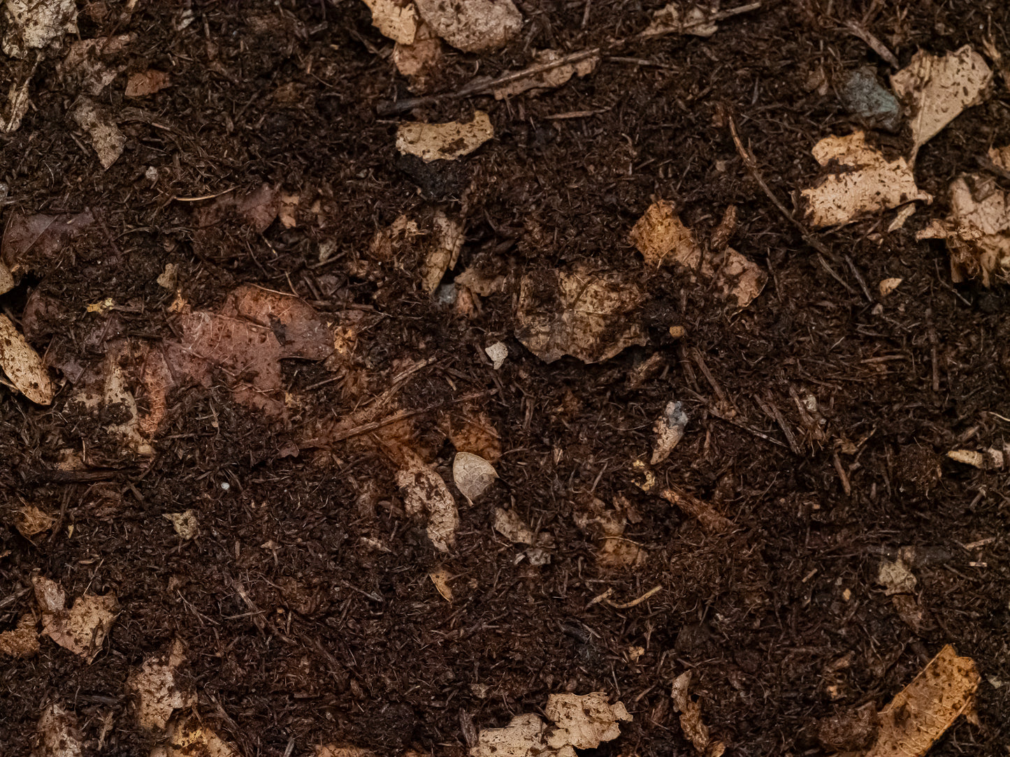 Substrate for bioactive terrariums, beetles, isopods, and millipedes (1kg)