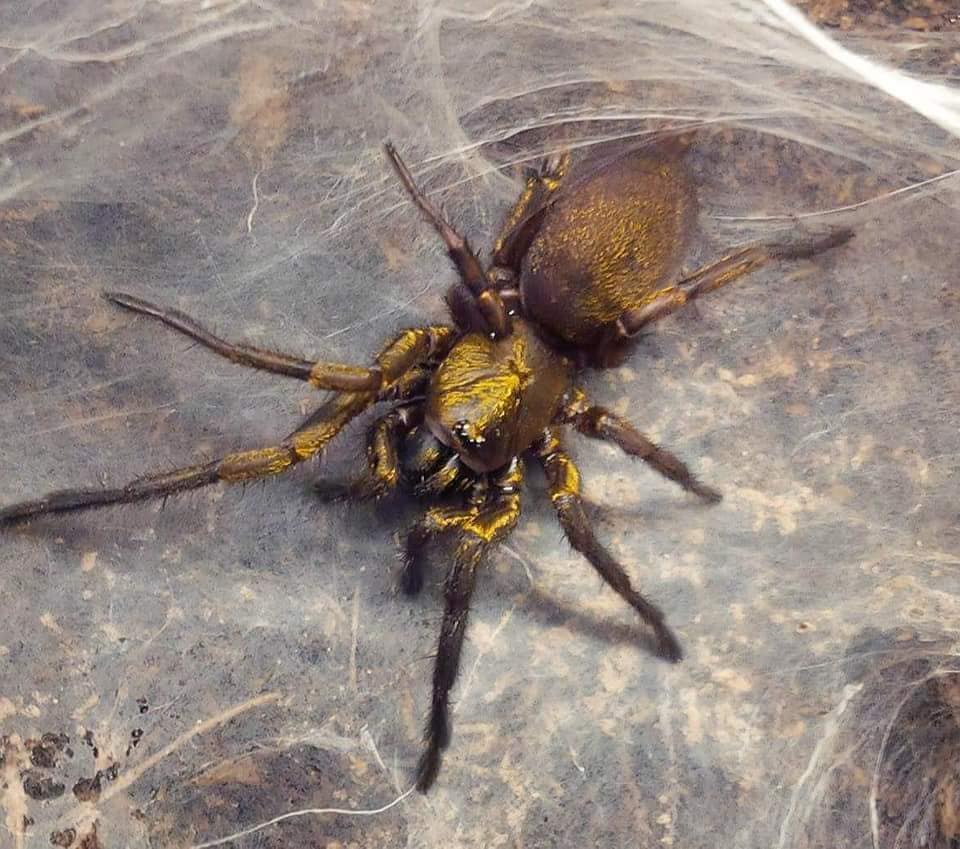 Fufius lanicius ''Gold'' 1fh (RARITÁ)