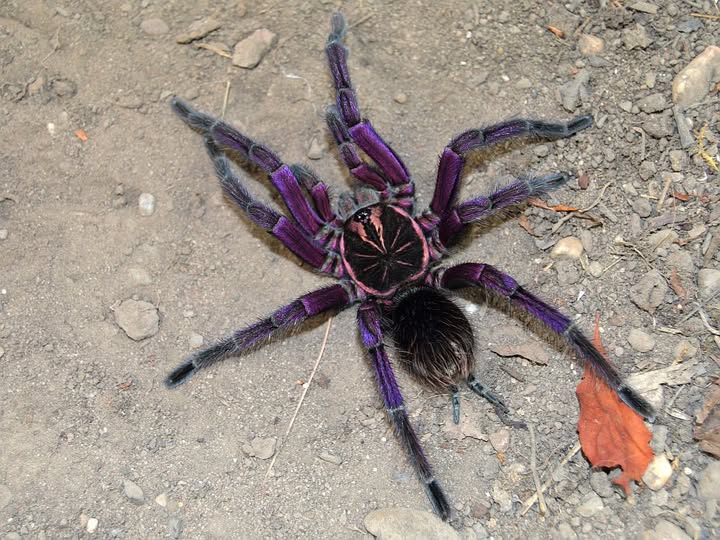Pamphobeteus sp. ''Manganegra'' 1fh - su ordinazione
