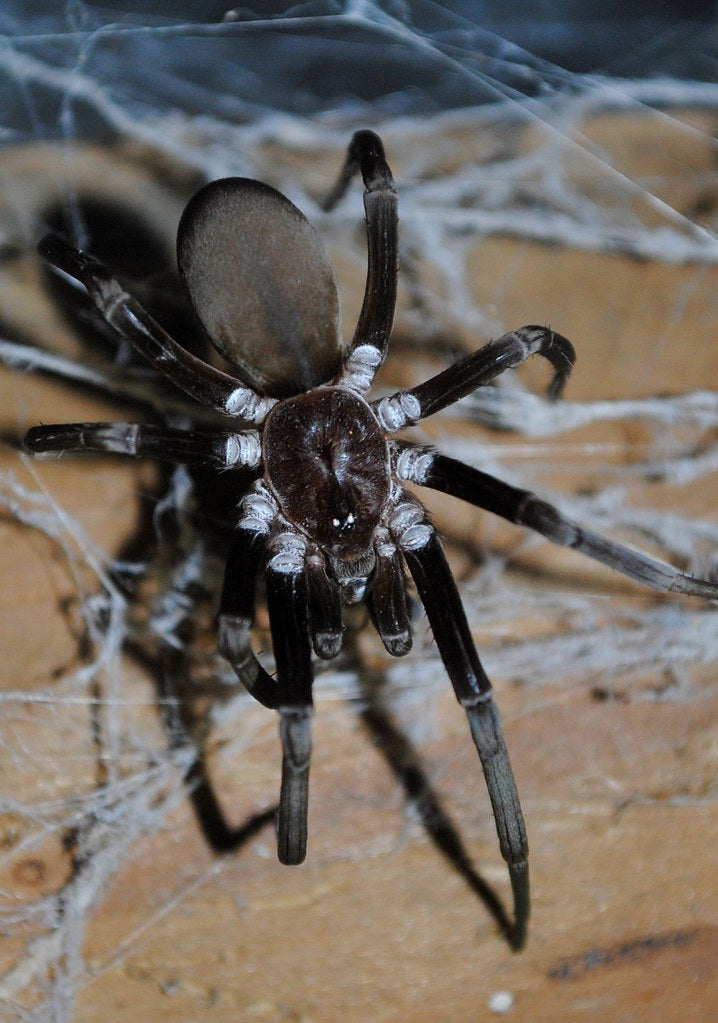 Kukulcania hibernalis 2/3fh