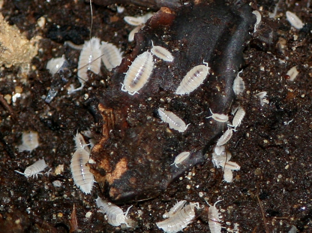 Trichorhina tomentosa (Onischi tropicali) - Colonia Starter