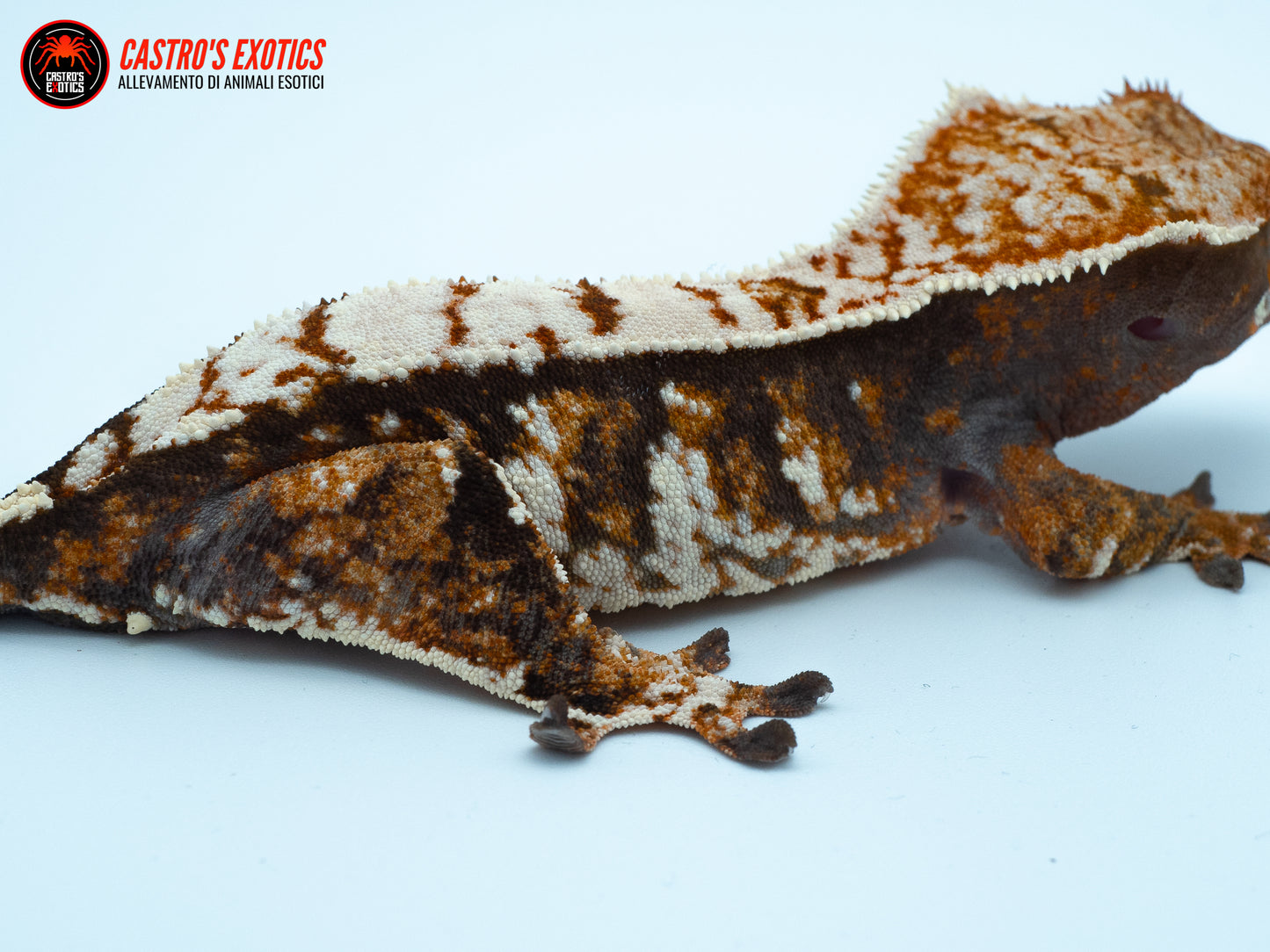 Tricolor extreme high white - FEMMINA PROVEN