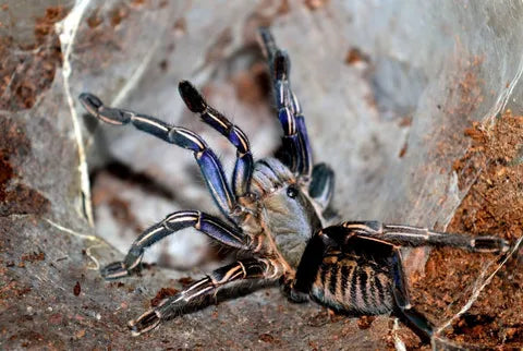 Cyriopagopus sp. ''Purple zebra'' 1fh (RARITÁ) - su ordinazione