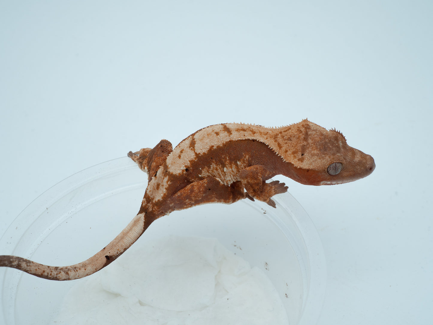 Red tricolor dalmatian (LXA06-24)