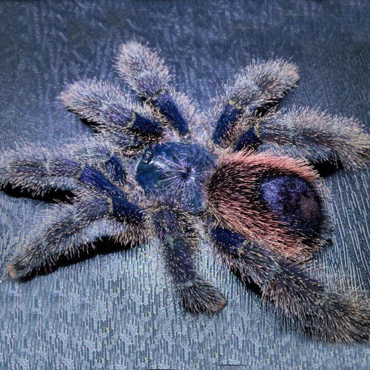 Avicularia juruensis M2 1fh - su ordinazione