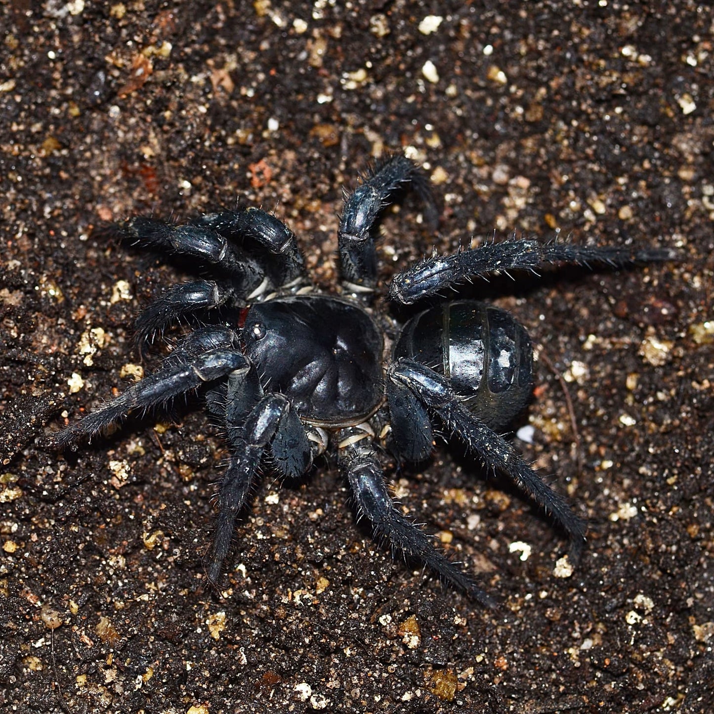 Liphistius sp. ''Khao Luang'' Big Black 1fh (Trapdoor spider) (RARITÁ) - su ordinazione