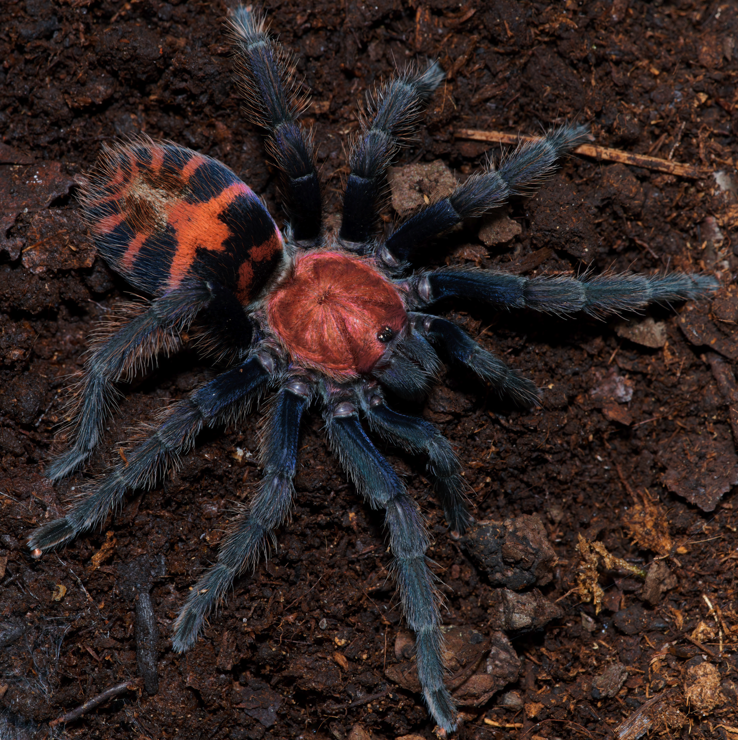 Davus pentaloris♀️+♂️ coppia giovane - su ordinazione