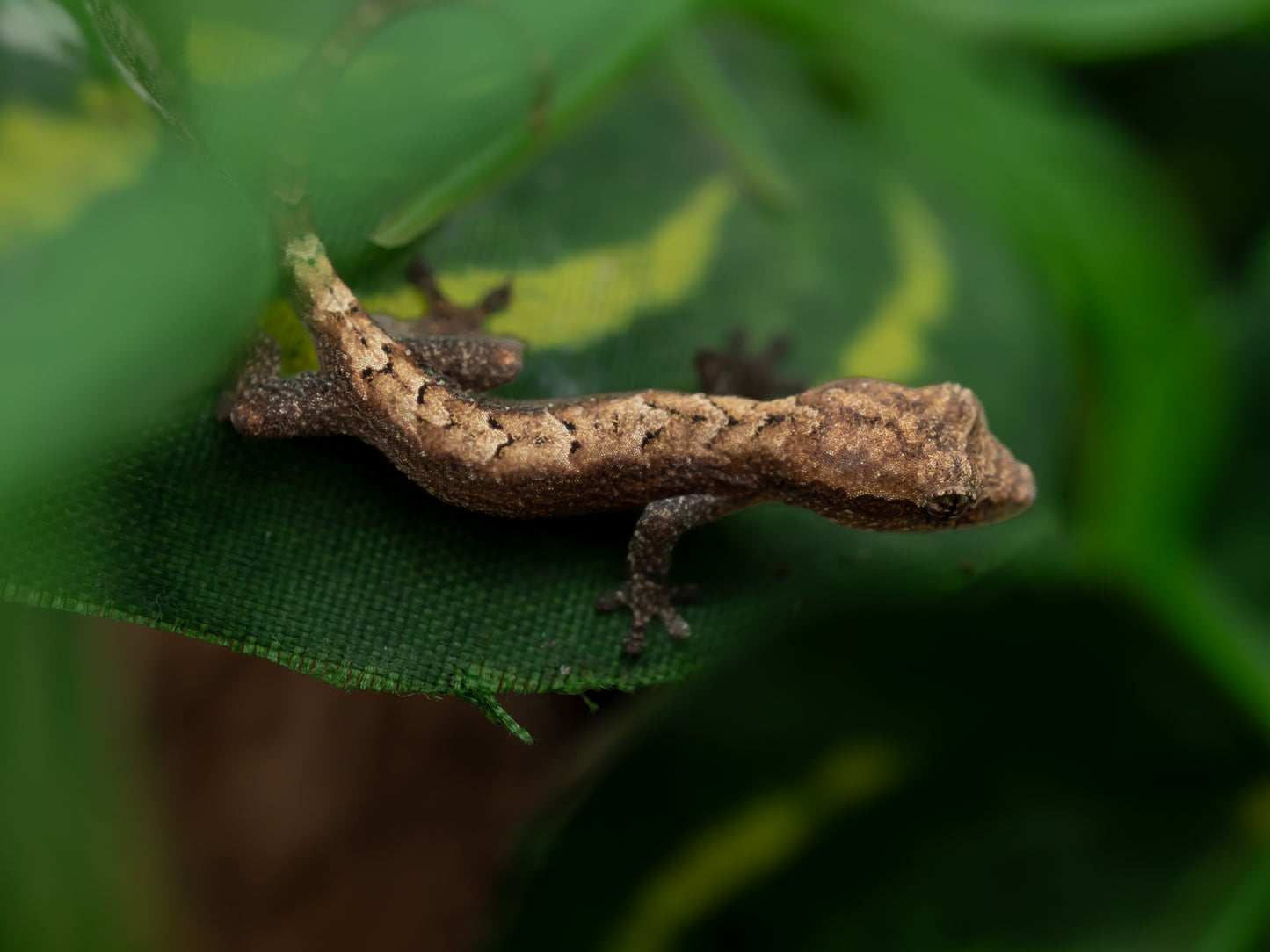 Lepidodactylus lugubris BABY 2025