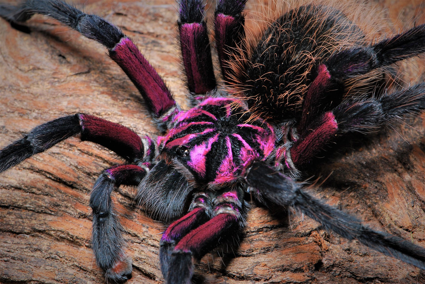 Xenesthis sp. ''Megascopula'' 1fh (RARITÁ) - su ordinazione