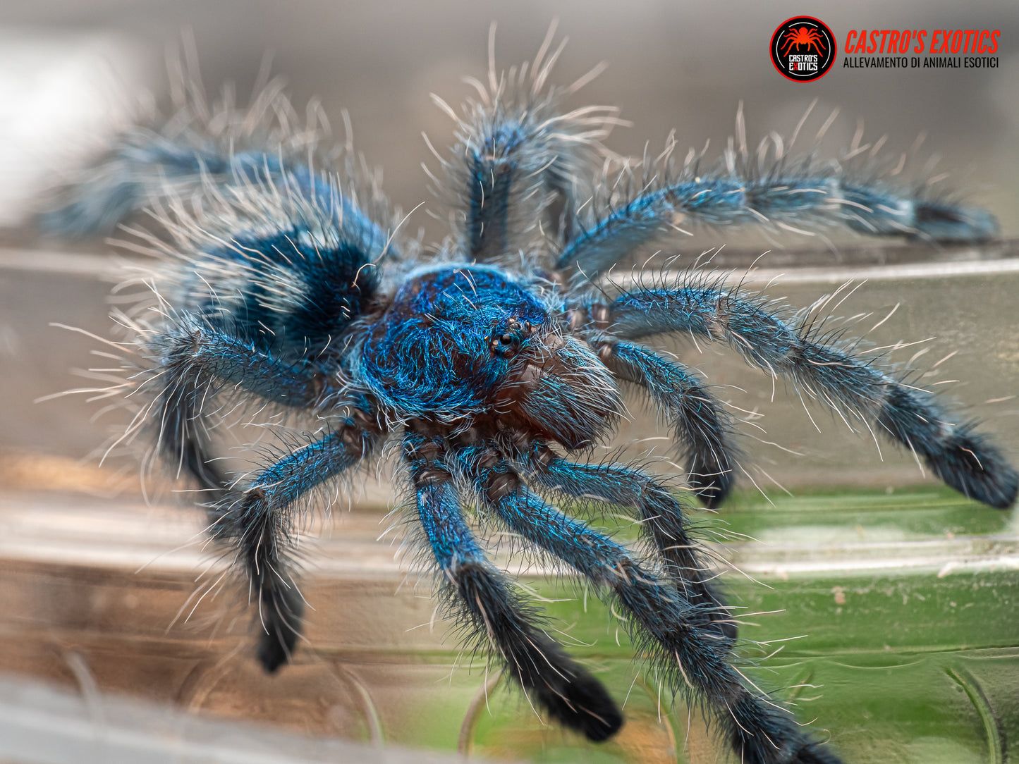 Caribena versicolor 1/2fh - su ordinazione