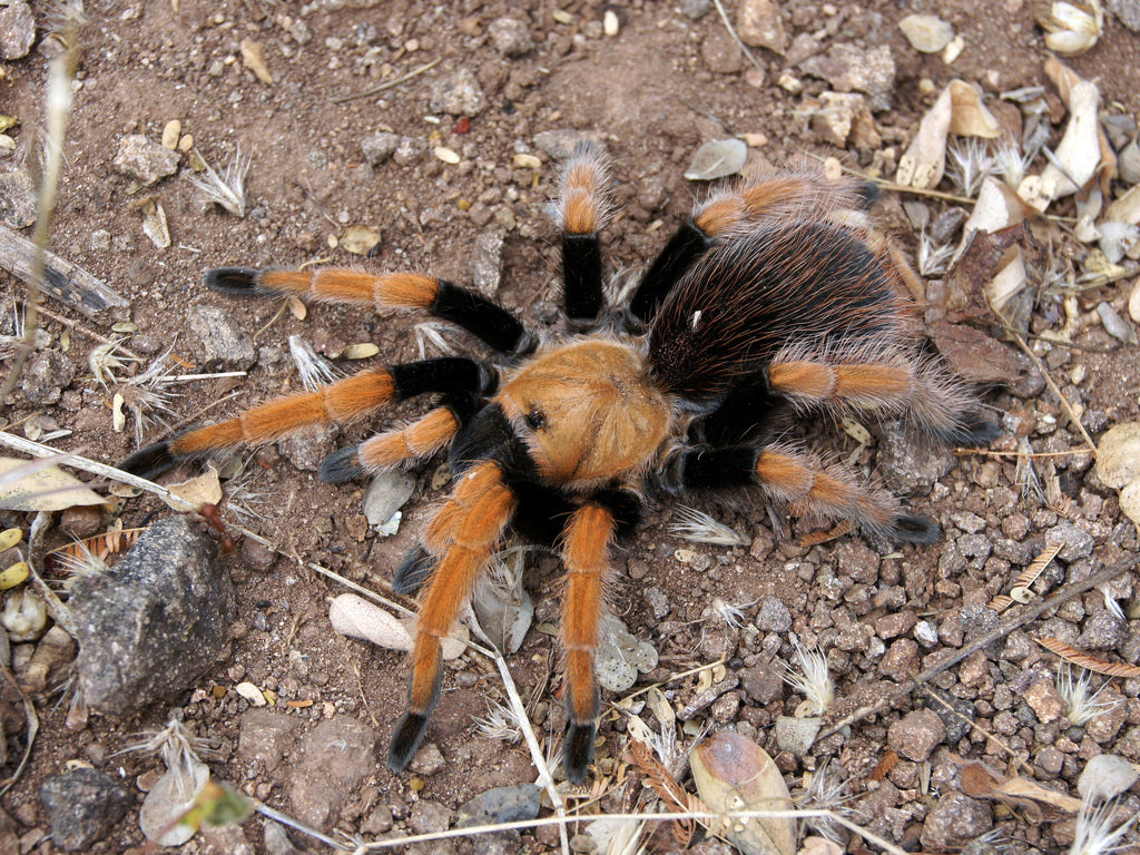 Aphonopelma bicoloratum 1fh - su ordinazione