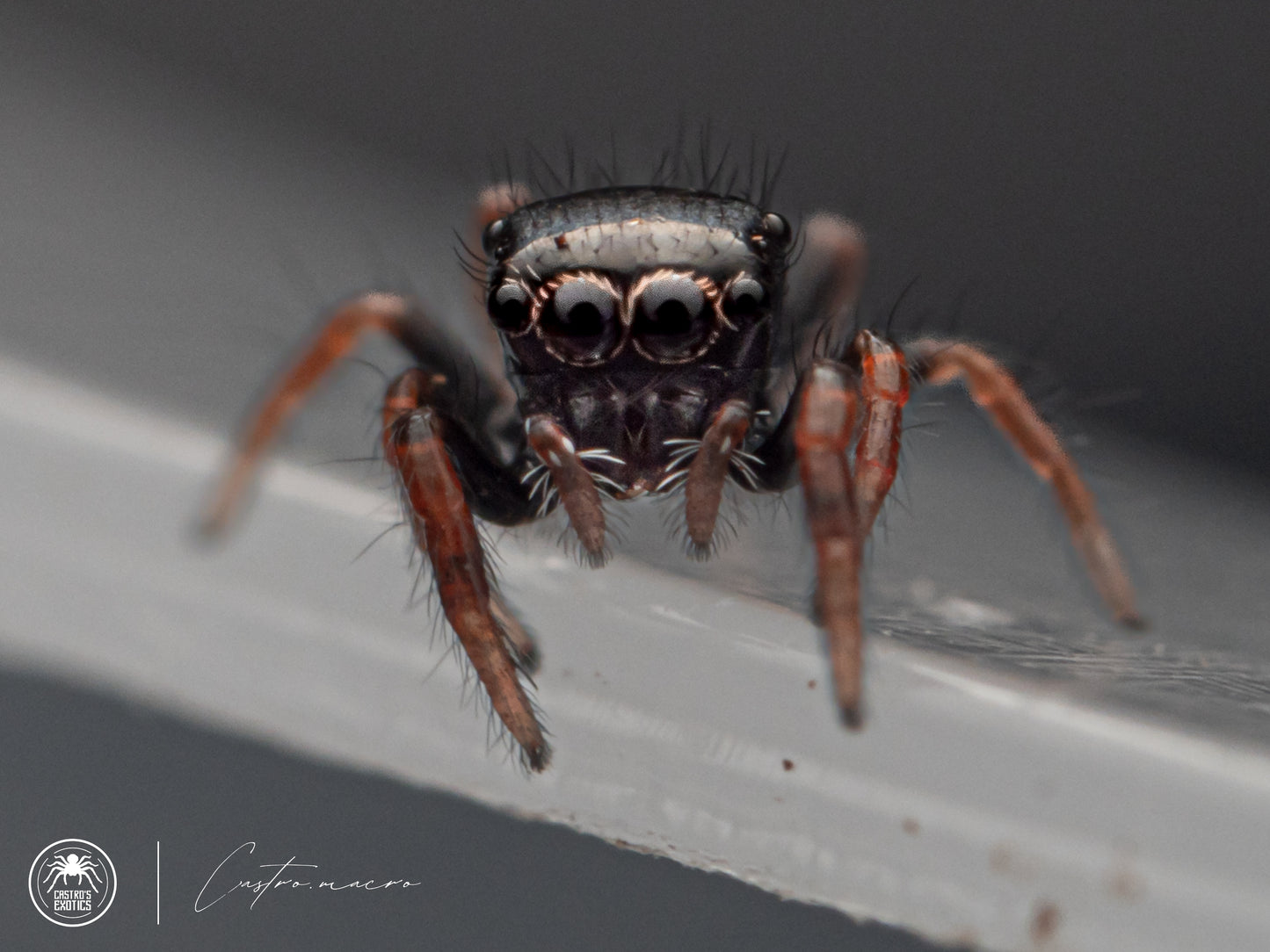 Phidippus regius ''Bahamas'' 1/2fh