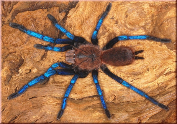 Birupes simoroxigorum♀️ femmina giovane (RARITÁ) - su ordinazione