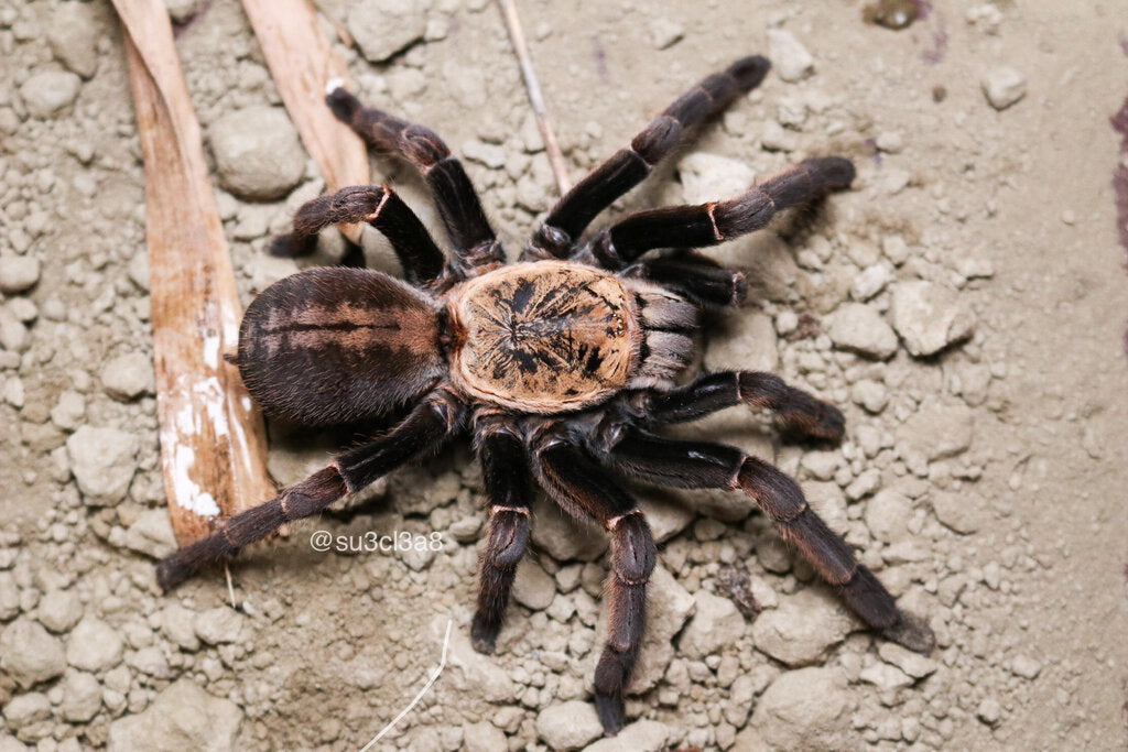 Cyriopagopus sp. ''Bach Ma'' 2/3fh - su ordinazione