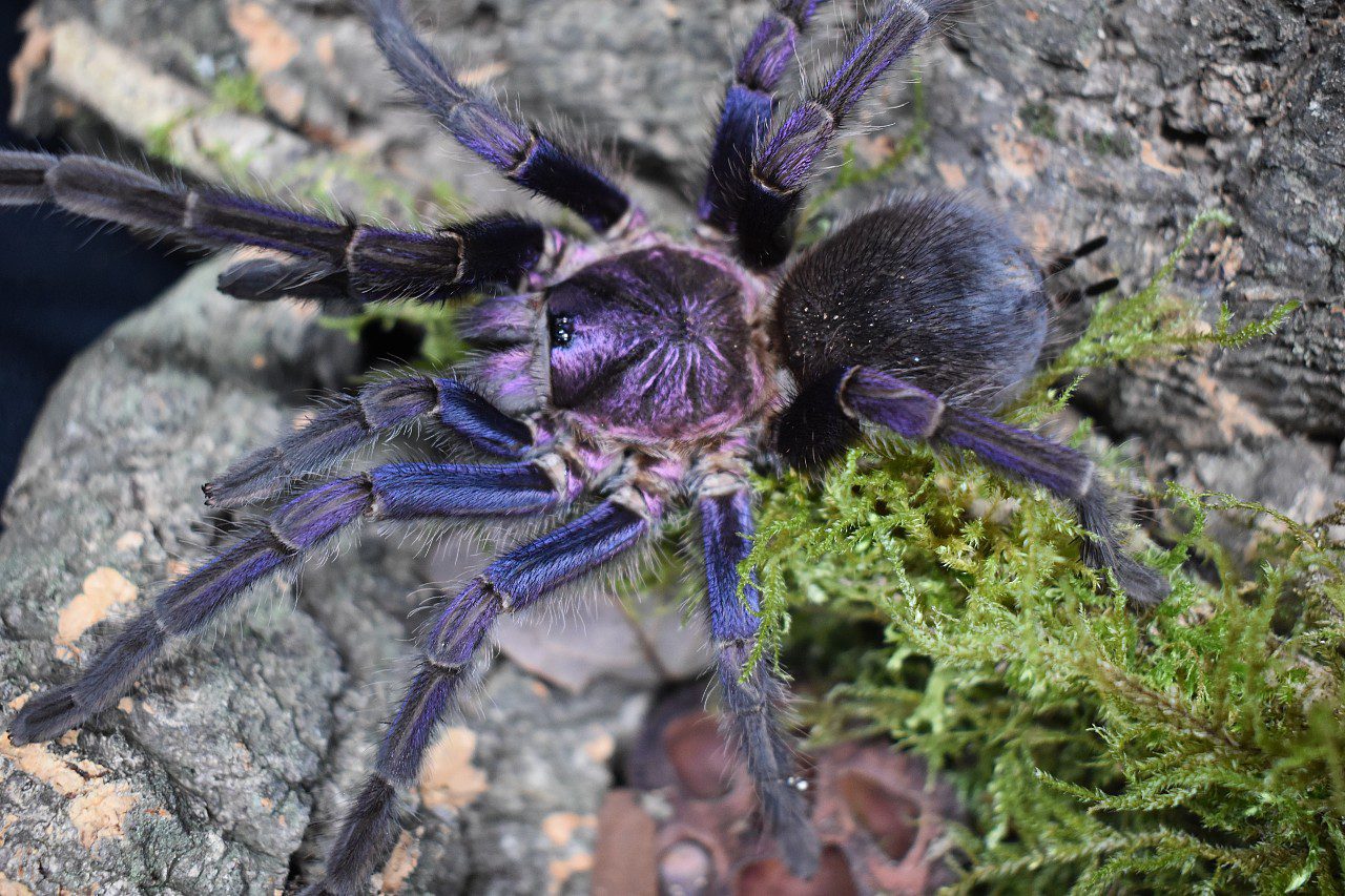 Phormictopus sp ''Dominican purple'' 1/2fh - su ordinazione