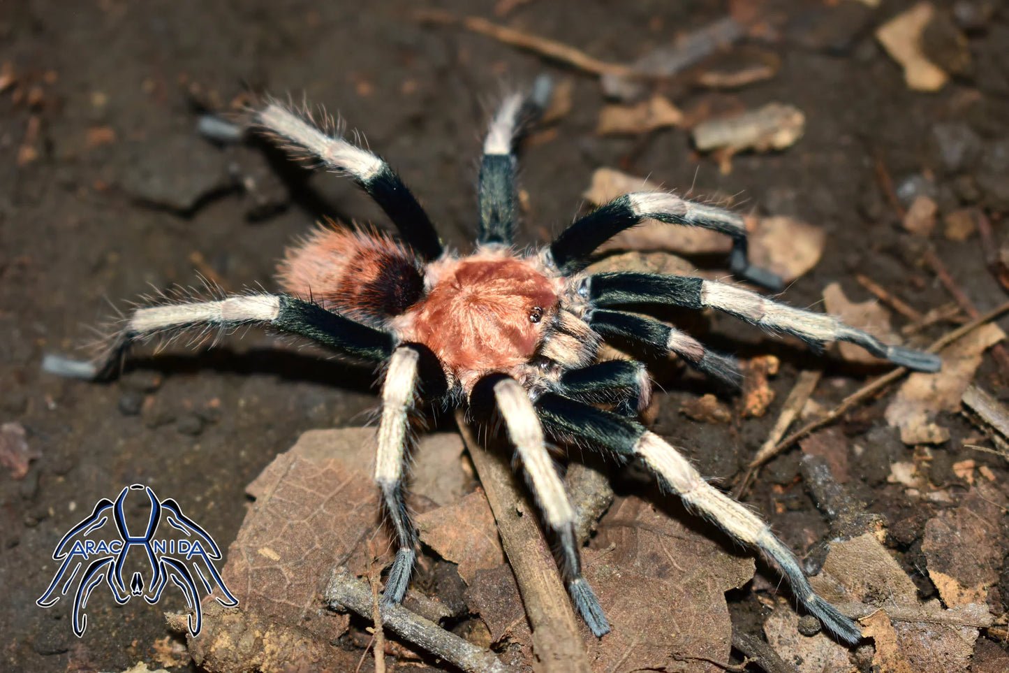 Davus sp. ''Oaxaca'' 1fh - su ordinazione