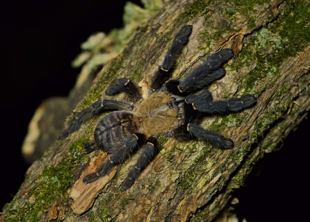 Cyriopagopus sp. ''Sumatran Tiger'' 3/4fh - su ordinazione