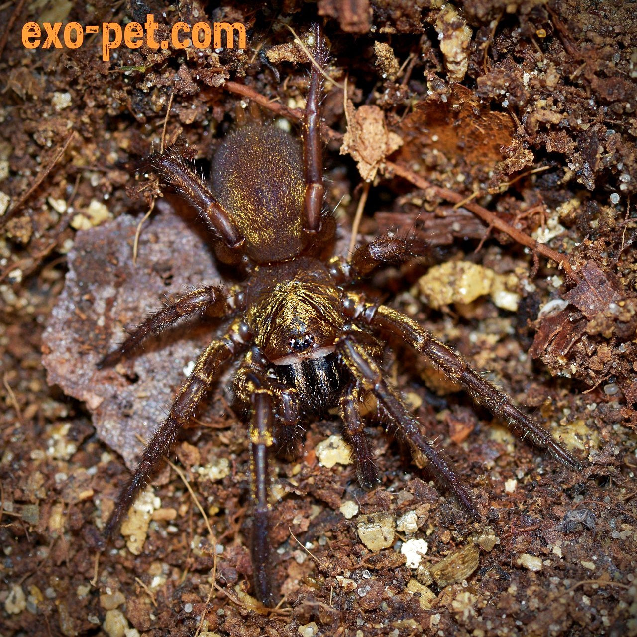 Fufius lanicius ''Gold'' 1fh (RARITÁ)
