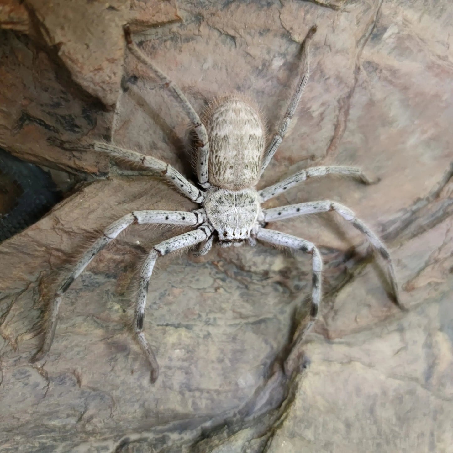 Holconia murrayensis 2/3fh - su ordinazione