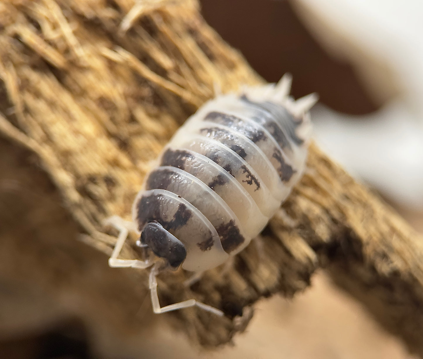 Porcellio laevis ''Dairy Cow'' (10 Esemplari)