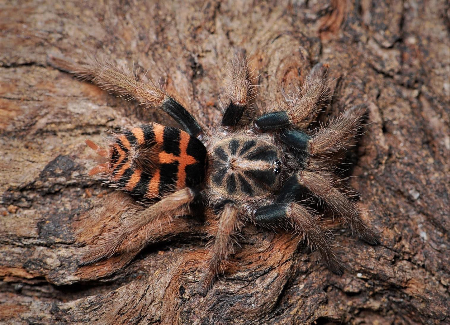 Davus sp. ''Chiapas'' 1fh (RARITÁ) - su ordinazione