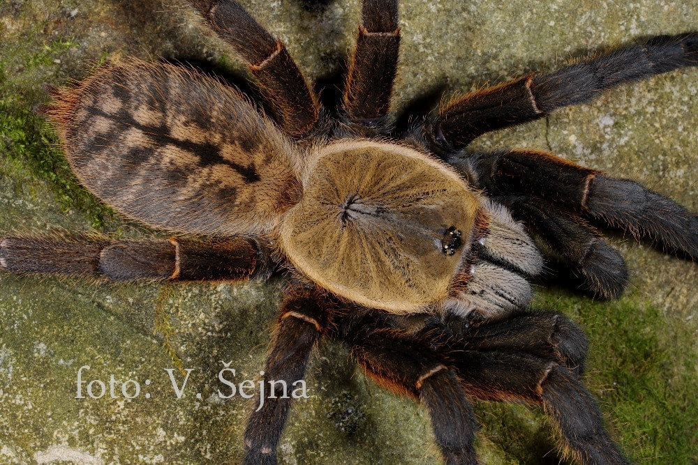 Ornithoctoninae sp. ''Nhen Dep'' 1fh - su ordinazione